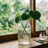 ウンベラータの挿し木を水差しで成功させる手順とコツ