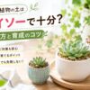 多肉植物の土はダイソーで十分？選び方と育成のコツ