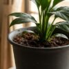 日本のリビングルームで育てられている観葉植物の鉢植え。土の表面に小さなコバエが数匹止まっている様子を捉えた近接写真。植物の葉や、背景の窓辺の光が柔らかく描かれている。