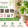 ひとはな（HitoHana）の観葉植物の口コミは？評判から知る上手な選び方